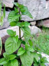 Mentha Eau de Cologne - Mentha citrata Eau de Cologne