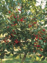 Merisier des oiseaux 'Griotella 'Frumi''