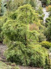 Metasequoia glyptostroboides Miss Grace