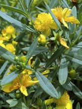 Millepertuis - Hypericum kalmianum Cobalt-n-Gold