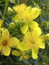 Millepertuis - Hypericum kalmianum Sunny Boulevard