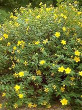 Millepertuis arbustif Hidcote - Hypericum (x) calycinum