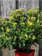 Millepertuis Magical® Sunshine - Hypericum (x) inodorum