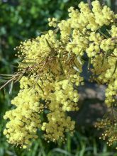 Mimosa - Acacia howittii Clair De Lune