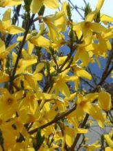 Forsythia Mêlée d'Or ® - Mimosa de Paris