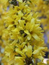 Forsythia Mikador® - Mimosa de Paris