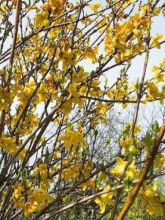 Forsythia intermedia Spectabilis - Mimosa de Paris