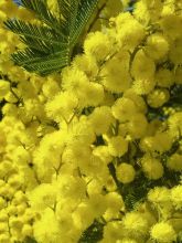 Acacia dealbata Gaulois Astier GREFFE - Mimosa des fleuristes