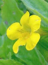 Mimulus Highland Yellow