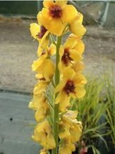 Verbascum Hybride Costwold Queen