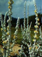 Verbascum Polarsommer - Molène argentée