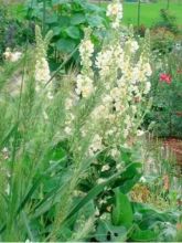 Verbascum phlomoides Spica - Molène blanche