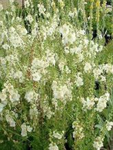 Verbascum Hybride White Domino