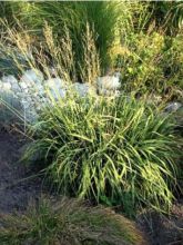 Molinia caerulea ssp caerulea Heidebraut - Molinie