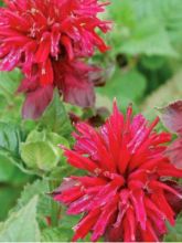 Monarde Fireball