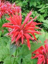 Monarda Gardenview Scarlet - Bergamote écarlate