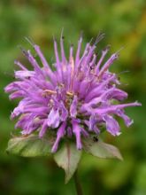 Monarde fistulosa menthifolia - Bergamote sauvage