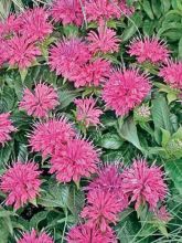 Monarde Pardon Me - Bergamote rose