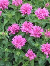 Monarde 'Petite Delight'