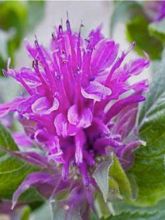 Monarde Purple Lace - Bergamote rose pourpré