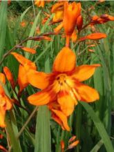 Crocosmia ou montbretia crocosmiflora Emily McKenzie