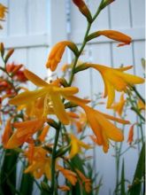 Crocosmia George Davison - Montbretia jaune orangé