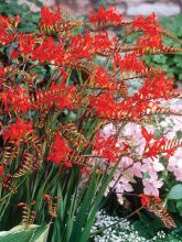 Crocosmia Lucifer - Montbretia rouge écarlate