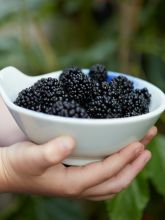 Mûrier nain 'Mojo Berry', mûrier des montagnes 'Mojo Berry'