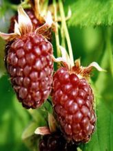 Mûrier-framboisier 'Loganberry'