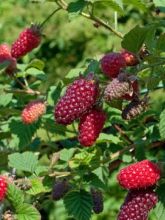 Mûre Buckingham® Tayberry - Rubus Tayberry 