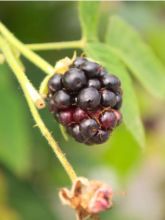 Rubus fruticosus Geante Des Jardins en godet de 9cm