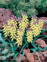 Muscari macrocarpum Golden fragrance