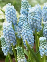 Muscari Peppermint