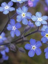 Myosotis sylvatica 'Indigo Blue'