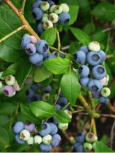 Myrtille d'Amérique - Vaccinium corymbosum Northland