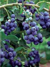 Myrtillier Reka® - Vaccinium corymbosum