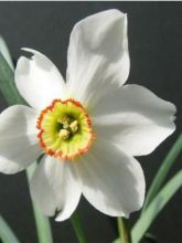 Narcissus poeticus recurvus