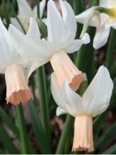 Narcisse trompette 'Cotinga'