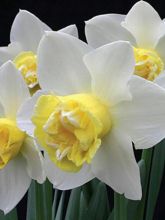 Narcisse trompette 'Siècle d'Or' - Narcissus Gpe Trompette - Le Jardin du  Pic Vert