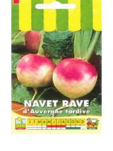 Navet Rave D'Auvergne Tardif - Brassica rapa