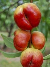 Nectarinier - Prunus persica nucipersica Flateryna Demi-Tige