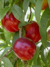 Nectarinier - Prunus persica nucipersica Flavor Top Buisson en pot de 4l/5l