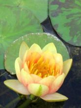 Nymphaea Aurora - Nénuphar orange