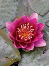 Nénuphar 'Burgundy Princess'