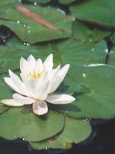 Nymphaea Alba - Nénuphar Blanc - Grand nénuphar de nos régions ! —