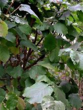 Noisetier commun - Corylus avellana en racines nues
