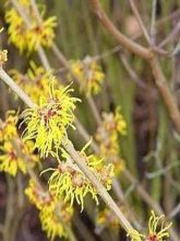 Noisetier de sorcière 'Arnold Promise'