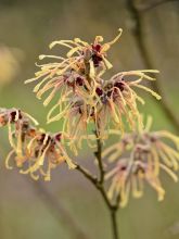 Noisetier de sorcière - Hamamelis x intermedia Aurora