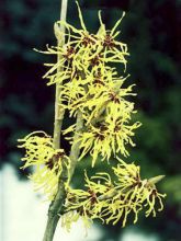 Hamamelis Mollis Pallida