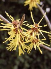 Hamamelis (x) intermedia Westerstede - Noisetier de sorcière